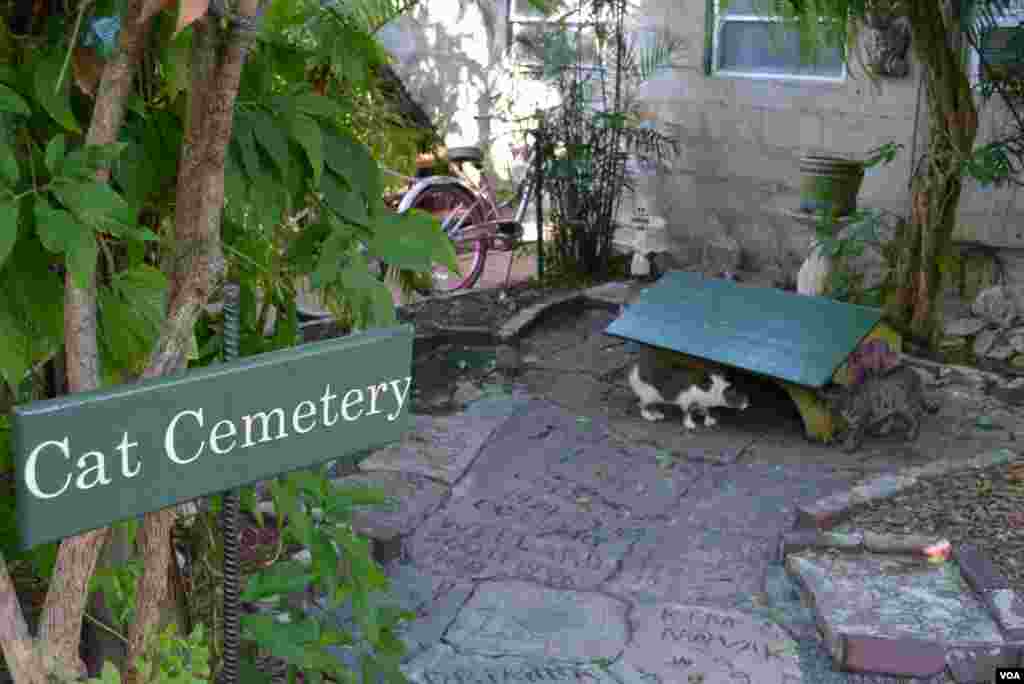 Кошачье&nbsp; кладбище.