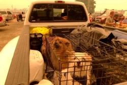 A family arrives with their two dogs and other precious belongings at an evacuation center that has been set up at the Oregon State Fairgrounds in Salem, Ore., on Sept. 8, 2020.