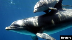 FILE PHOTO: A bottlenose dolphin baby swims with its mother the day after their public presentation at Barcelona..