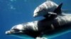 ARCHIVO - Los delfines no están considerados en peligro de extinción.
