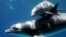 ARCHIVO - Los delfines no están considerados en peligro de extinción.