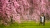 ARCHIVO: Una pareja pasea entre los cerezos florecidos en Fairmount Park, Filadelfia, el 29 de marzo de 2023.