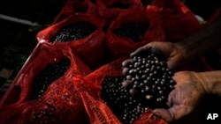 FILE —Edson Polinario holds Acai berries harvested from a forested area in a rural area of his property in the municipality of Nova California, state of Rondonia, Brazil, Thursday, May 25, 2023.