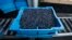 Aa tray of wild blueberries is unloaded at the Coastal Blueberry Service in Union, Maine, Aug. 24, 2018. 