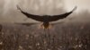 Burung bangau di wilayah konservasi Danau Hula di Laut Galilea, utara Israel, 24 Februari 2021. (Foto: Oded Balilty/AP)