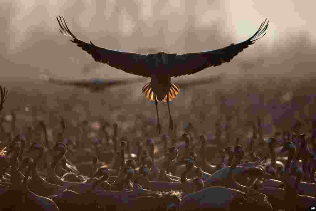 Migrating cranes flock at the Hula Lake conservation area, north of the Sea of Galilee, in Israel.