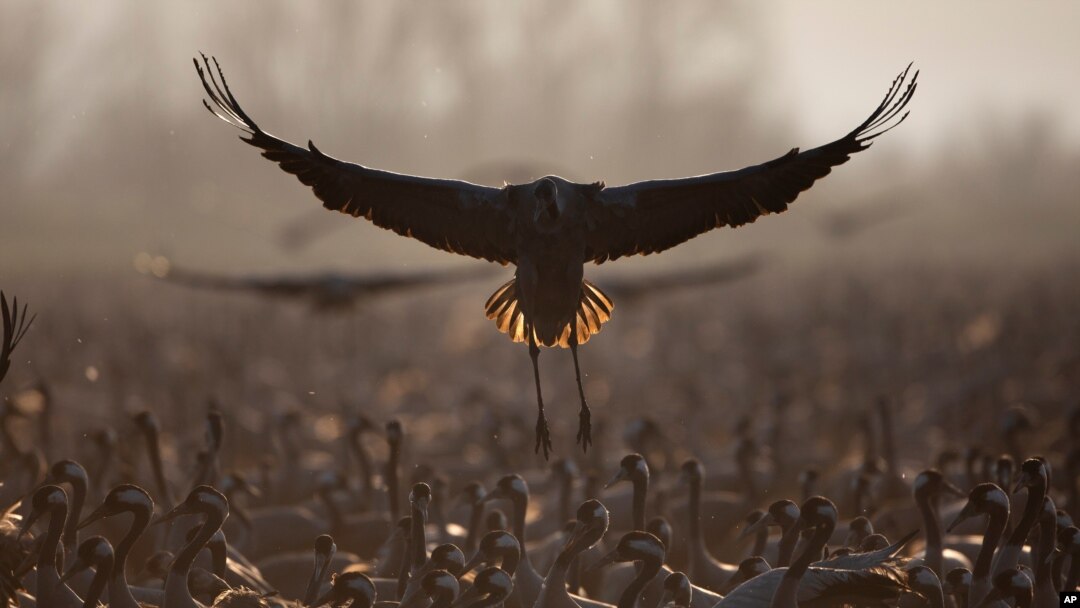 Burung bangau di wilayah konservasi Danau Hula di Laut Galilea, utara Israel, 24 Februari 2021. (Foto: Oded Balilty/AP)
