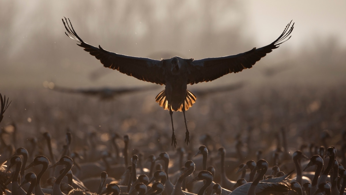 Great Bird Flu Outbreak Kills 2,000 Wild Cranes