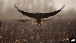 Burung bangau di wilayah konservasi Danau Hula di Laut Galilea, utara Israel, 24 Februari 2021. (Foto: Oded Balilty/AP)