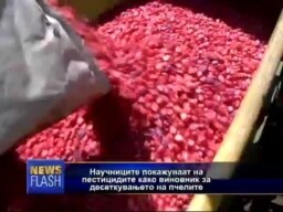 Што ги десеткува пчелите?