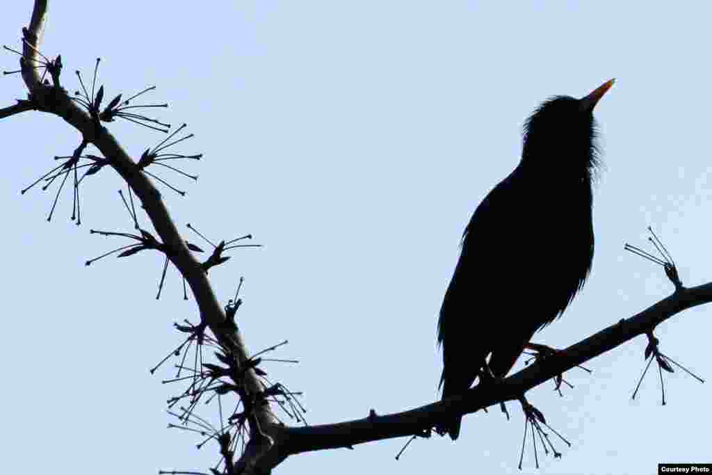European Starling in New York, 2012. (Courtesy of Steve Fisher)