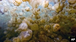 Jelly Fish Lake is an ancient marine habitat containing millions of jellyfish on the island nation of Palau.