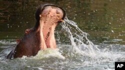FILE - A wild hippo.