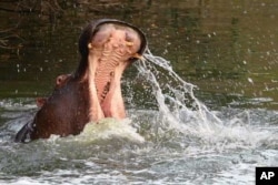 Thanks to extensive animal relocation programs, the Eastern Cape is now home to an even wider variety of wild animals, such as hippo