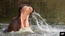 FILE - Hippos are known to be territorial and aggressive at times.