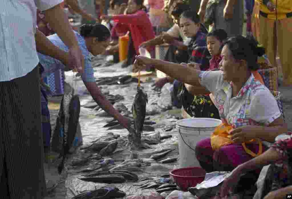 عکس اسوشیتدپرس از &laquo;زندگی مردم در میانمار&raquo;؛ زنی که در بازار به خریداران ماهی می&zwnj;فروشد.