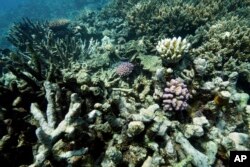 FILE - Coral on Moore Reef is visible in Gunggandji Sea Country off coast of Queensland in eastern Australia on Nov. 13, 2022. (AP Photo/Sam McNeil, File)