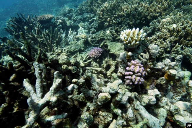 FILE - Coral on Moore Reef is visible in Gunggandji Sea Country off coast of Queensland in eastern Australia on Nov. 13, 2022. (AP Photo/Sam McNeil, File)