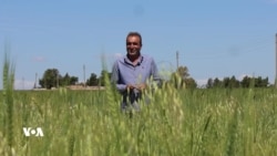 جووتیارانی ڕۆژاڤا بە هیوای بەرهەمێکی باشن لە مساڵدا