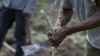 Doença destrói as culturas de mandioca na costa leste de África