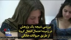 بررسی نتیجه یک پژوهش در زمینه احتمال انتقال کرونا از طریق حیوانات خانگی