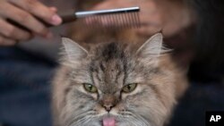 A cat has its fur brushed at the Caturday Cafe in Bangkok, Thailand, May 8, 2020. 