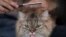 A cat has its fur brushed at the Caturday Cafe in Bangkok, Thailand, May 8, 2020. 