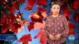 Janubiy Karolina hunarmandlari