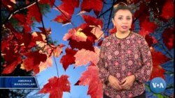 Janubiy Karolina hunarmandlari