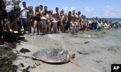 FILE - In this June 8, 2015, photo, a loggerhead sea turtle heads to the ocean, as onlookers watch at Bill Baggs Cape Florida State Park in Key Biscayne, Florida.