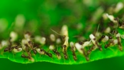 How Ants Survive and Choose Their Leader