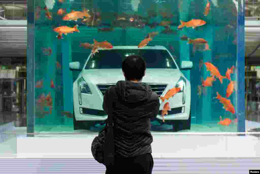 A man looks at a Cadillac CT6 displayed inside a fish tank during an event promoting the car&#39;s environmental-friendly features, in Shanghai, China.