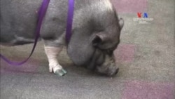 SHORT VIDEO: Վտարված խոզերը