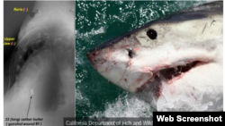 Hình X-ray cá mập trắng bị sát hại và hình một con cá mập trắng. Photo California Department of Fish and Wildlife via NBC Bay Area.