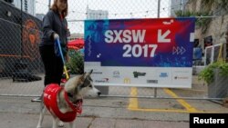 A dog up for adoption, is taken for a walk by the organization Austin Pets Alive, during the South by Southwest (SXSW) Music Film Interactive Festival 2017 in Austin, Texas, March 12, 2017.
