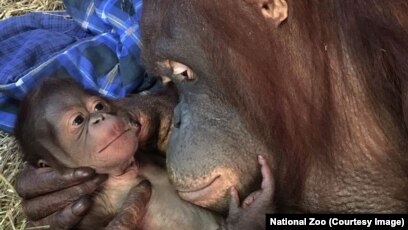 Baby Orangutan Born at Washington's National Zoo