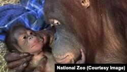 Batang the orangutan and her newborn baby boy, at the Smithsonian National Zoo in Washington, D.C.