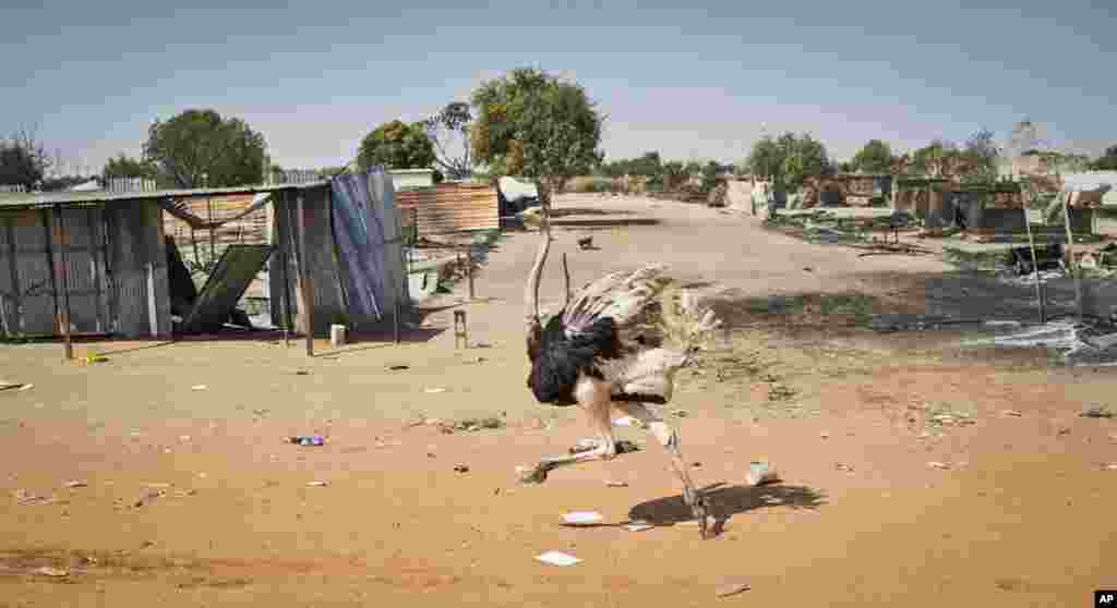 An ostrich runs through empty streets and past destroyed buildings, after government forces retook the provincial capital of Bentiu, in Unity State, South Sudan, from rebel forces.