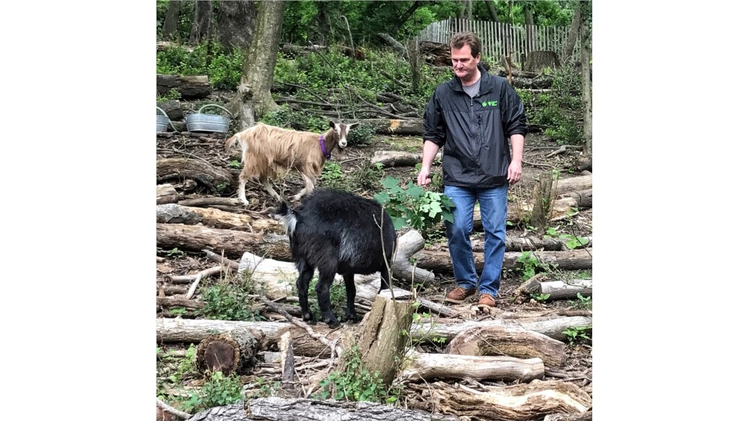 Christian Zimmerman, Wakil Presiden Manajemen Modal dan Lansekap Prospect Park Alliance, berfoto dengan kambing yang digunakan untuk menghilangkan semak invasif di wilayah Brooklyn di New York City, AS. (Foto: dok).