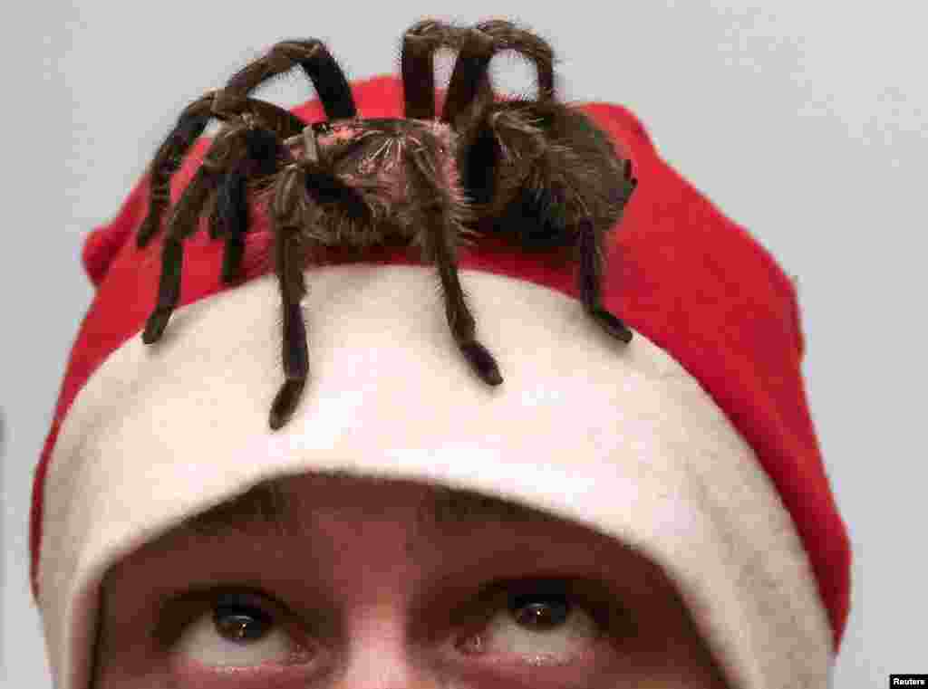 Seorang penyayang&nbsp; laba-laba, Yegor Konkin, menggunakan pakaian Santa Claus, memperhatikan laba-laba Phormictopus antillensis yang beracun merangkak di kepalanya saat ia mempersiapkan pertunjukan untuk Natal dan tahun baru di apartmen orangtuanya di Minusinsk, Rusia. 
