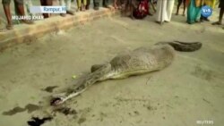 Dev Piton Yılanı Açgözlülüğünün Bedelini Ödedi