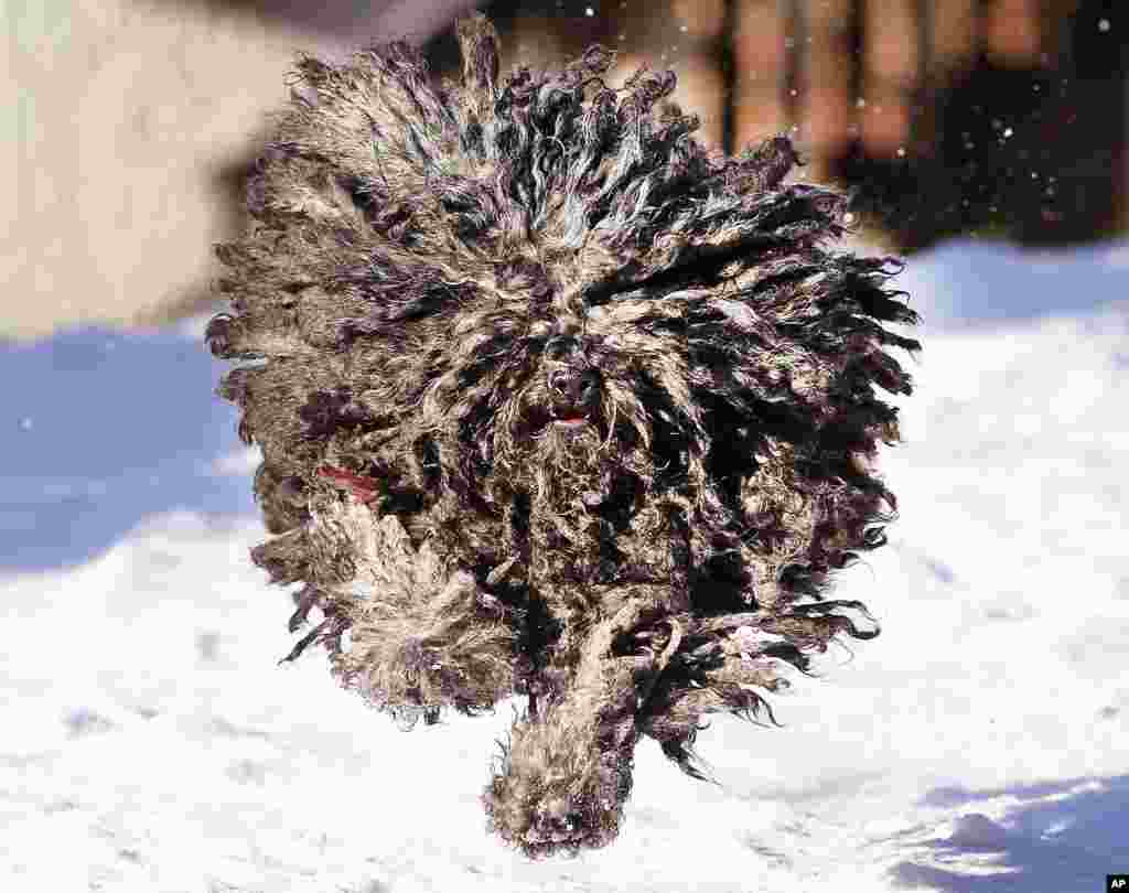 Puli Gin-Gin runs in the snow in Lautertal, southern Germany. Pulis are Hungarian sheepdogs and rarely seen in Germany.