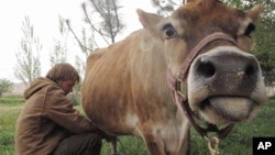 Bonnie the cow is milked by Erik Ramfjord, at the Douglas Ranch in Paicines, California 