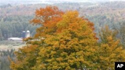 Red maple yang warna-warnanya senantiasa terlihat cantik pada setiap pergantian musimadalah salah satu jenis pohon yang ditanam oleh Living Legacy Project untuk menghormati tentara Amerika yang tewas dalam Perang Saudara (foto: Dok).