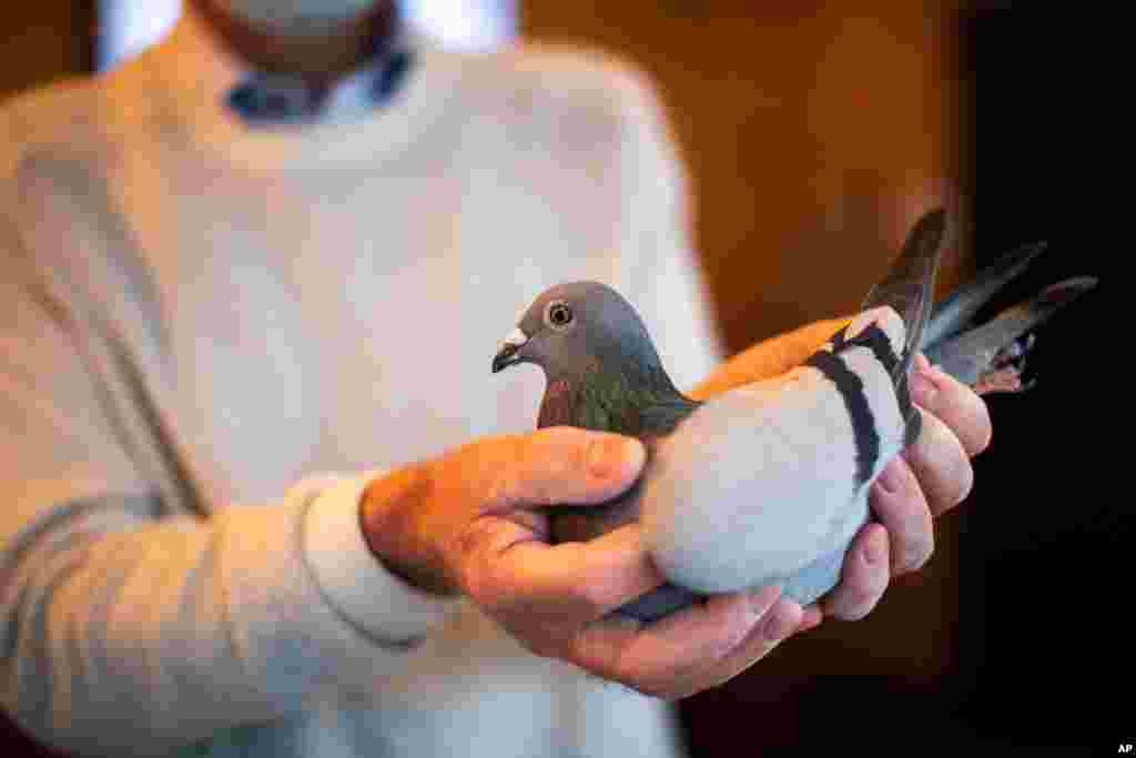 Carlo Gyselbrecht, co-owner of Pipa, a Belgian auction house for racing pigeons, shows a two-year old female pigeon named New Kim after an auction in Knesselare, Belgium, Nov. 15, 2020. A pigeon racing fan has paid 1.6 million euros for New Kim.