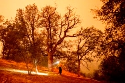 FILE - A firefighter lays hose around the Foothills Visitor Center while battling the KNP Complex Fire in Sequoia National Park, Calif., Sept. 14, 2021. The blaze is burning near the Giant Forest, home to more than 2,000 giant sequoias.