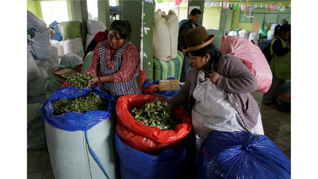 Mujeres inspeccionan hojas de coca en el mercado de ADEPCOCA (Asociación de Cultivadores de Coca) en La Paz, Bolivia, 7 de marzo de 2017.