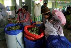 Mujeres inspeccionan hojas de coca en el mercado de ADEPCOCA (Asociación de Cultivadores de Coca) en La Paz, Bolivia, 7 de marzo de 2017.