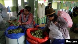 ARCHIVO - Mujeres inspeccionan hojas de coca en un mercado de La Paz, Bolivia, en marzo de 2017.
