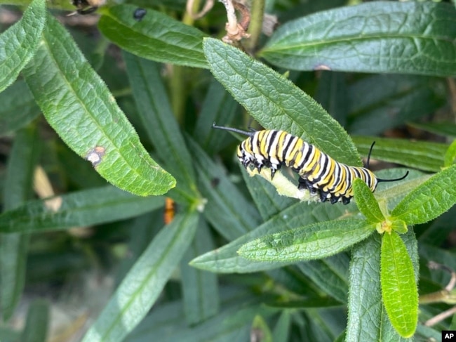 This image provided by Garden for Wildlife shows a monarch butterfly caterpillar munching on a milkweed leaf. (Julie Richards/Garden for Wildlife via AP)